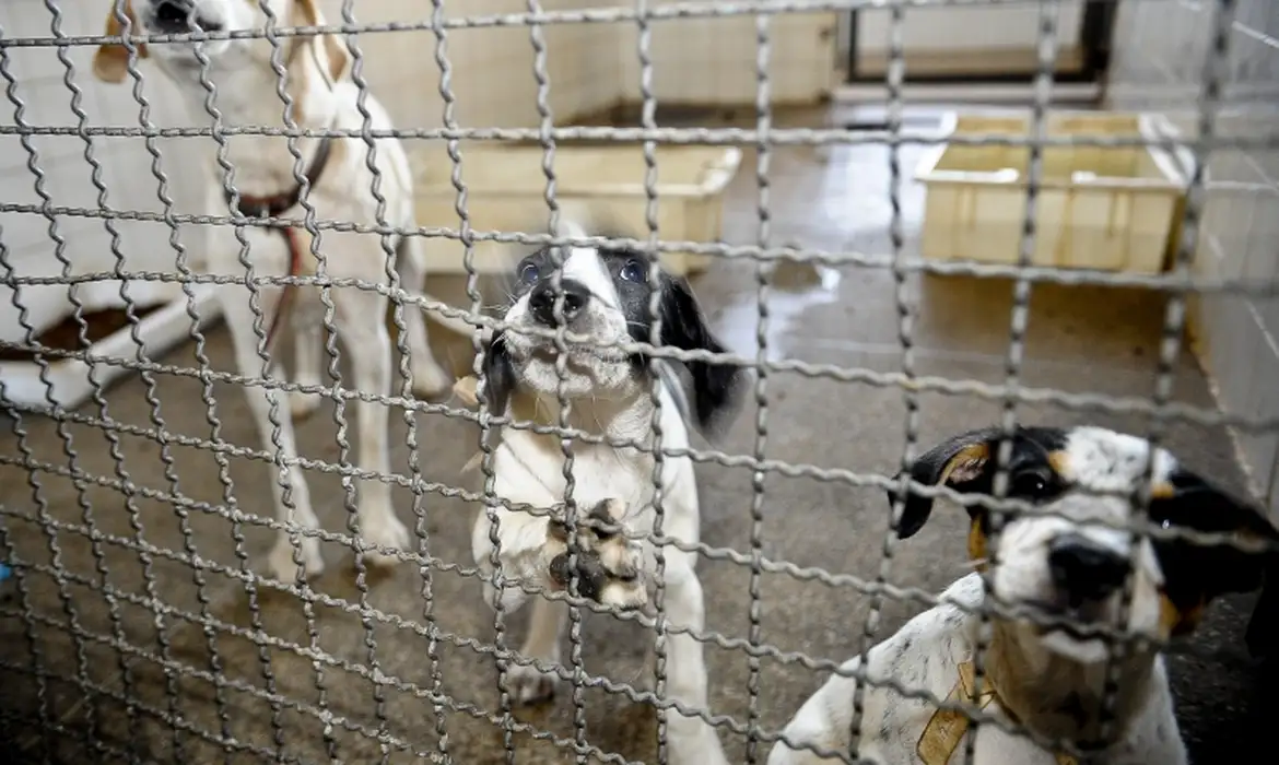 Mais de mil casos de maus-tratos a animais é registrado em Minas em apenas 2 meses